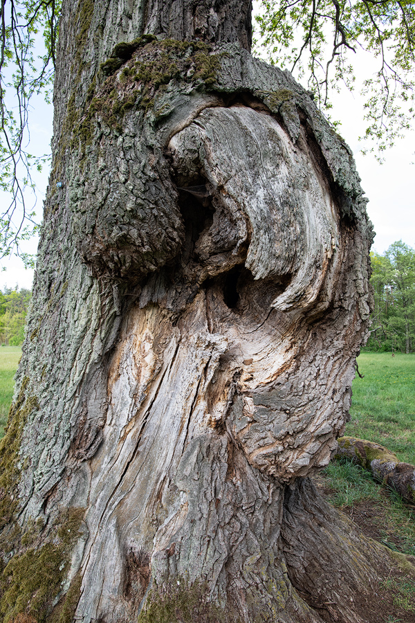 Alteiche-05.jpg