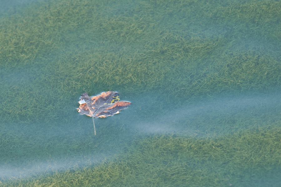 Altmühlsee 8981