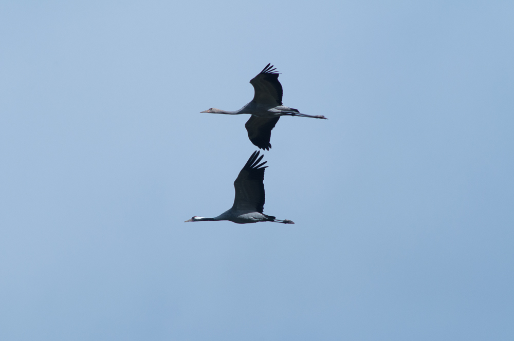 Altvogel mit Nachwuchs im Tiefflug