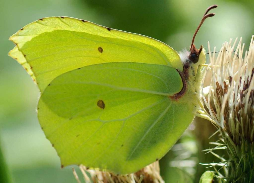 Am Hackensee, Schmetterling 2