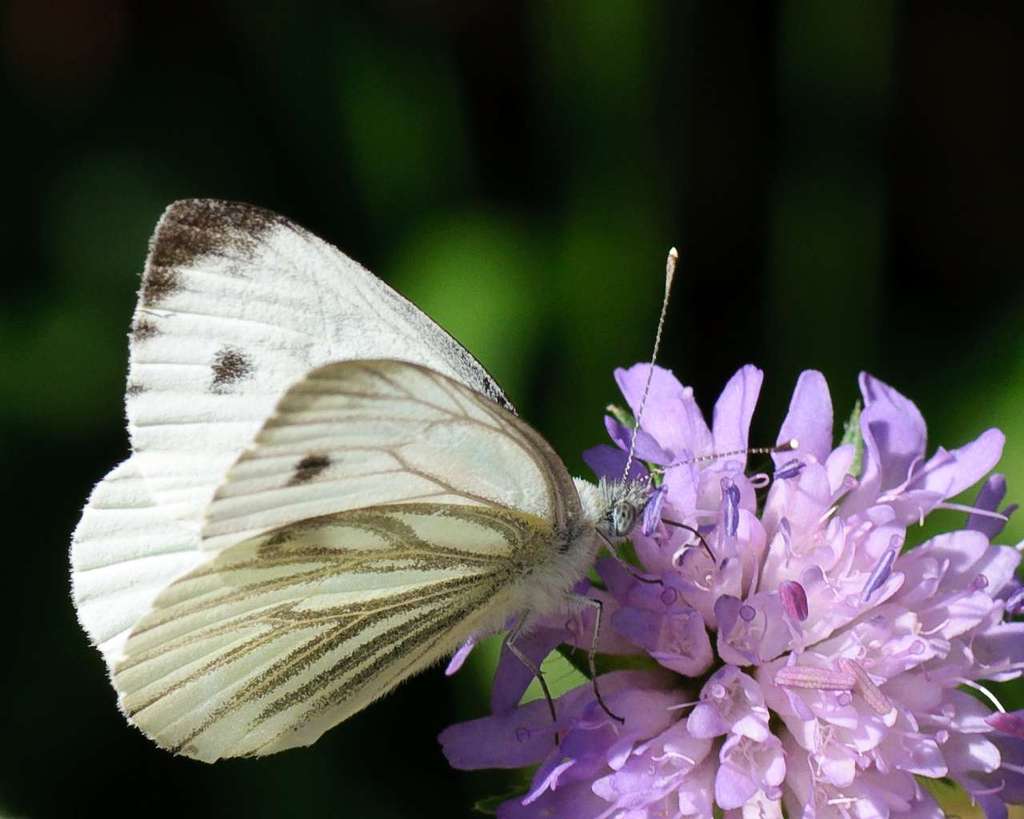 Am Hackensee, Schmetterling weiss