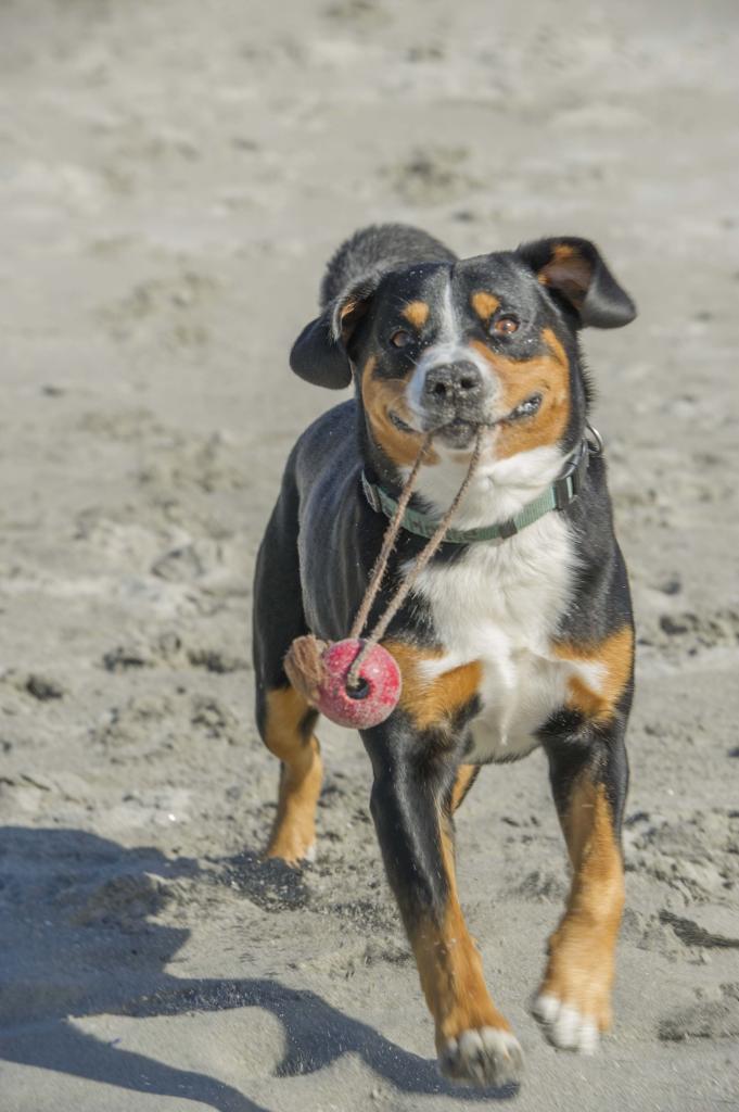 Am liebsten mit Ball unterwegs
