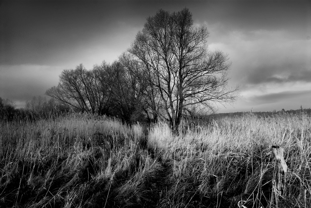 Am Ruppiner See 1000px