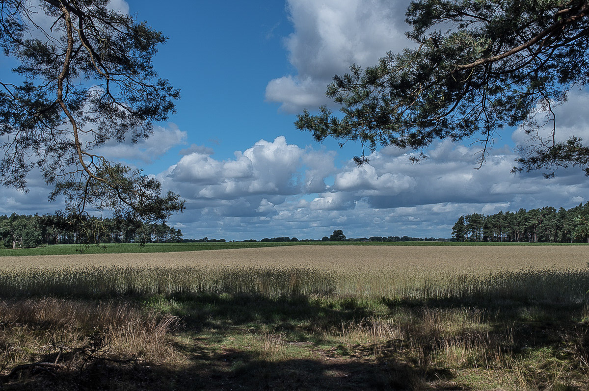 Am Waldrand (1 von 1).JPG