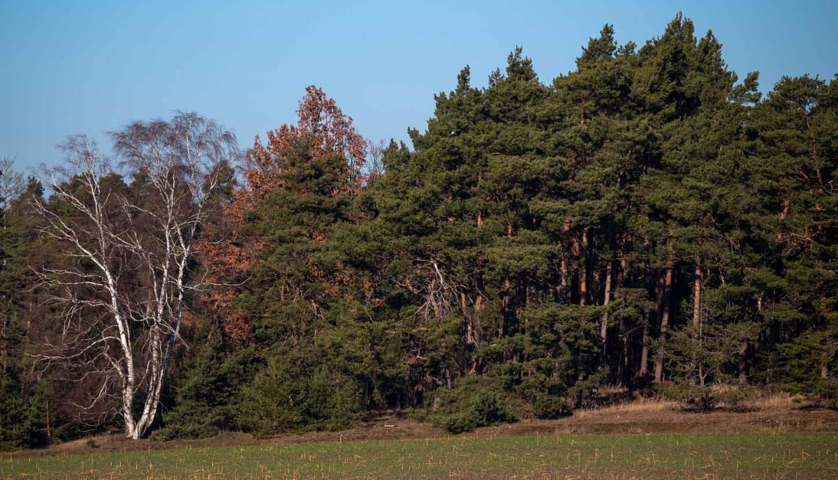Am Waldrand.jpg