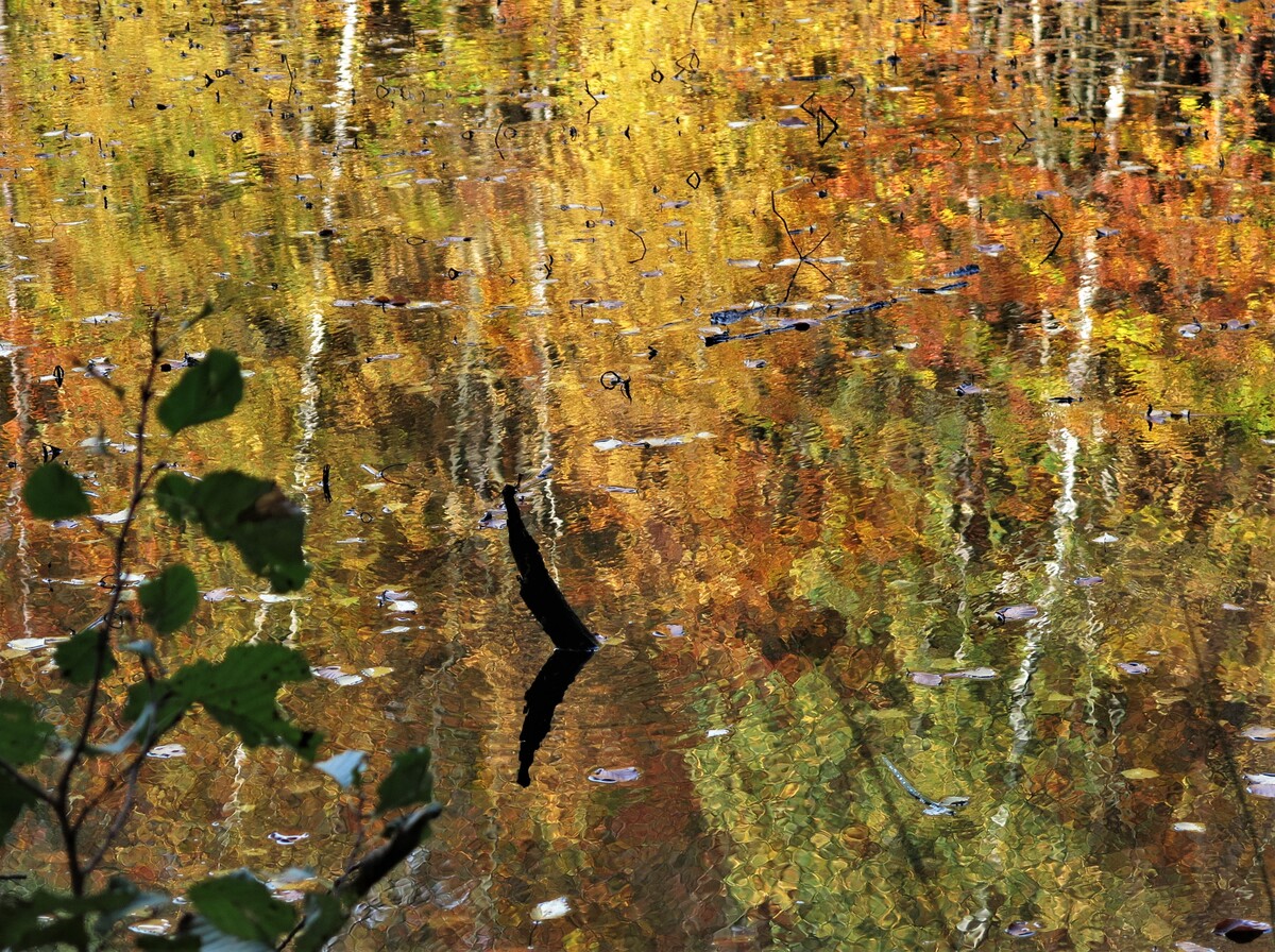 Am Waldsee.jpg