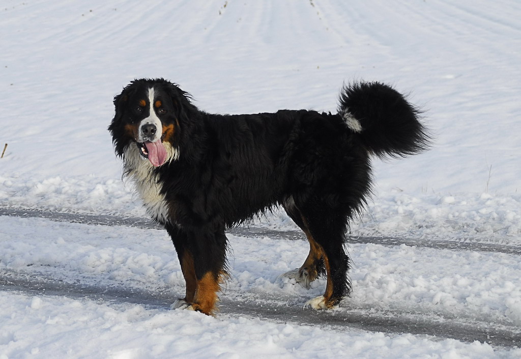 Amadeus im Schnee 001