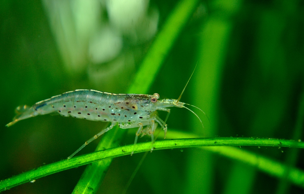 amano