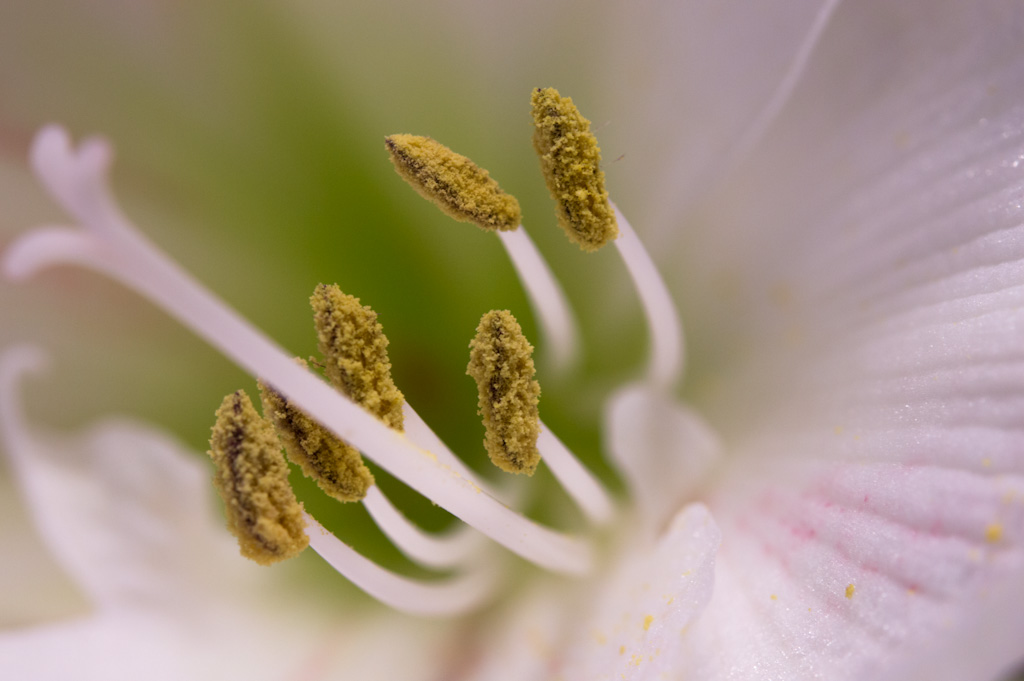 Amaryllis 4