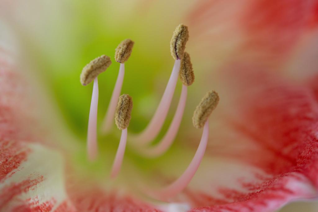 Amaryllis