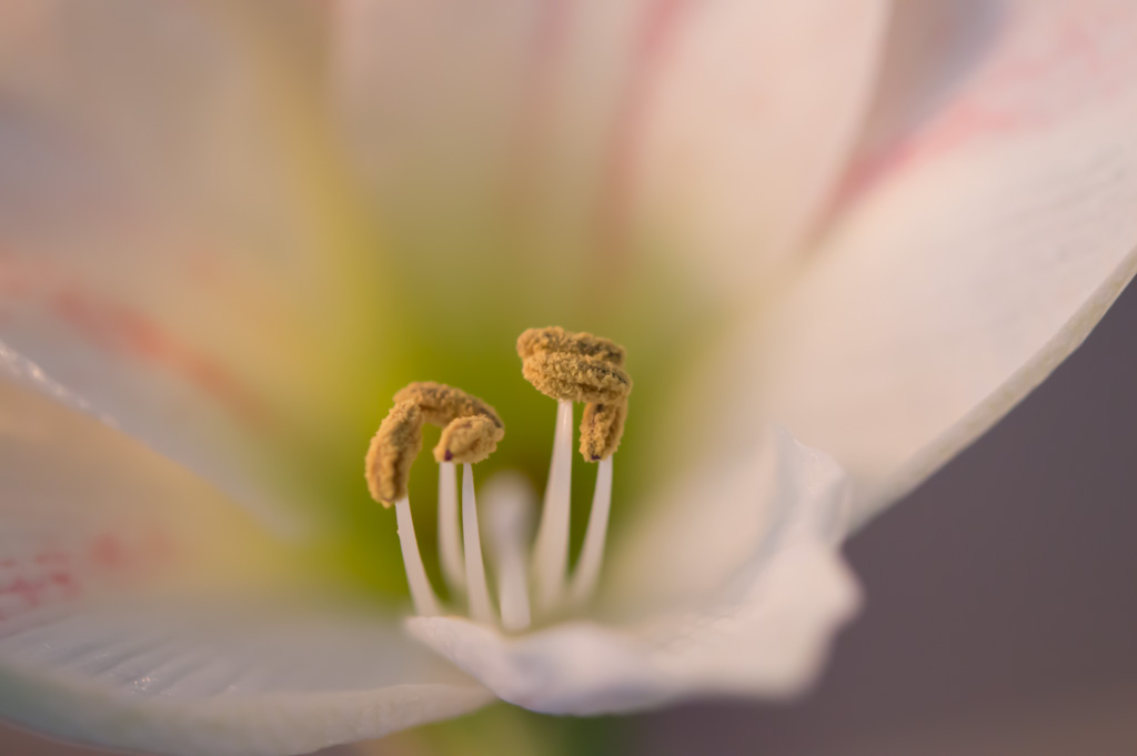 Amaryllis