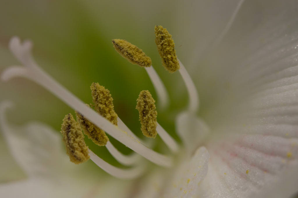 Amaryllis2