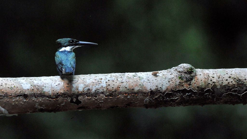 Amazonasfischer (Amazon Kingfischer)
Burro-Burro River, Surama
2721