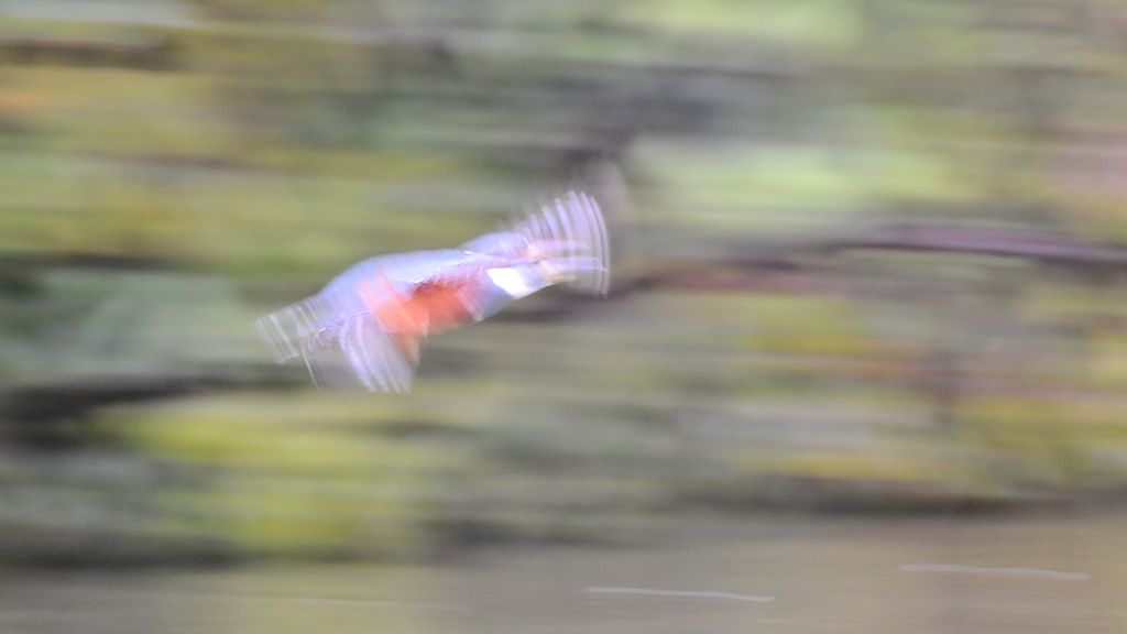Amazonasfischer (Amazon Kingfisher)
im Iwokrama Rainforest
0918