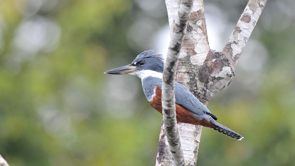 Amazonasfischer (Amazon Kingfisher)
im Iwokrama Rainforest
1082