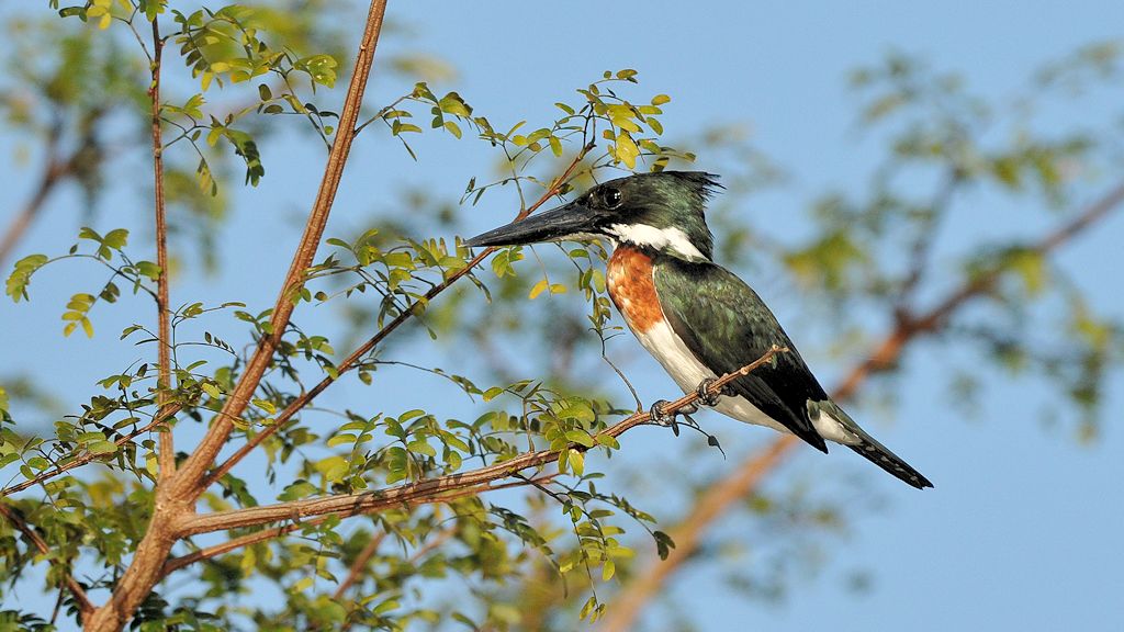 Amazonasfischer (Amzon Kingfisher)
5449