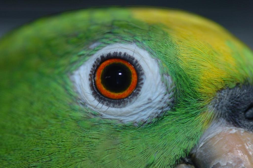 Amazone mit geliehenem Macro