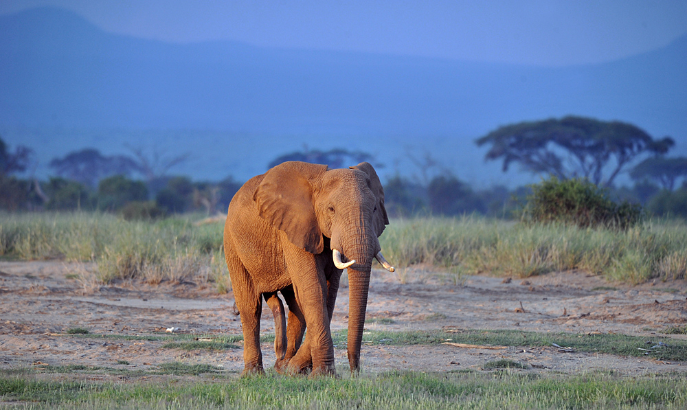 Amboseli - der fünfbeinige Elefant