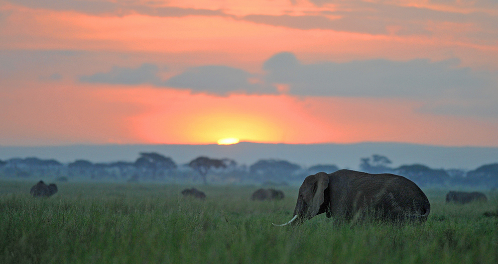 Amboseli