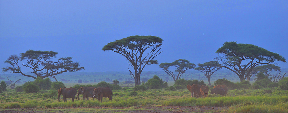 Amboseli