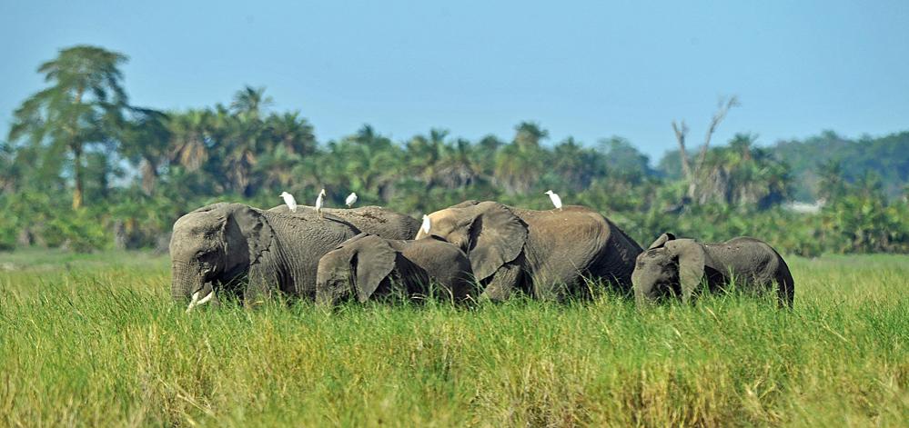 Amboseli