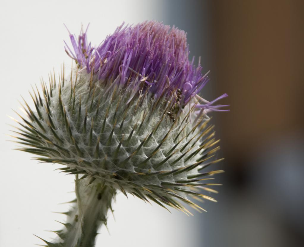 Ameisen auf einer Silberdistel