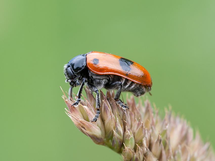Ameisensackkäfer 2012 06 21 03
