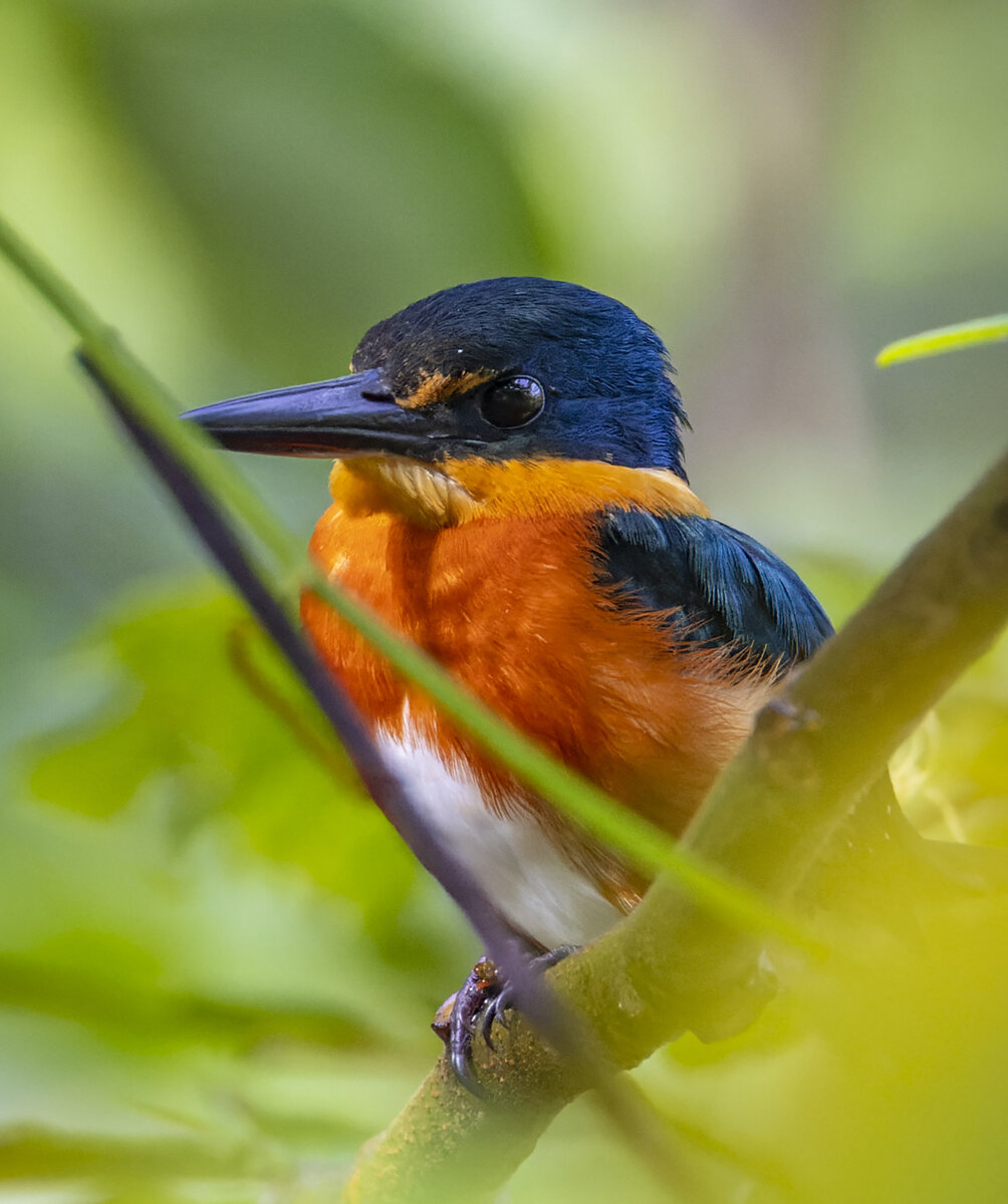 American Pygmy Kingfisher.jpg