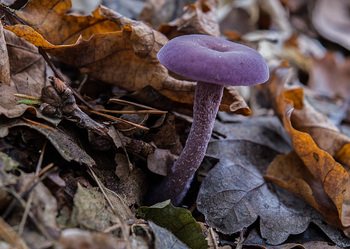 Amethystblauer Lacktrichterling