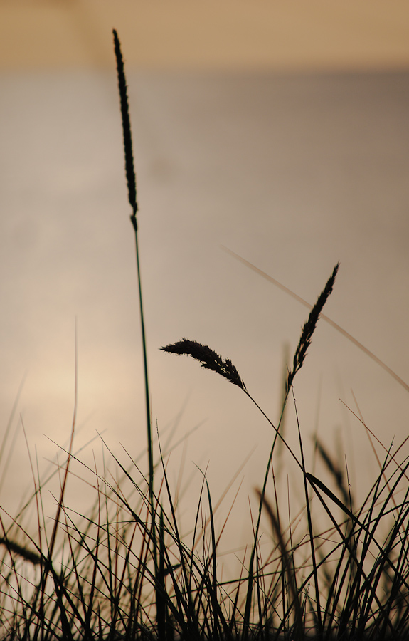 among the reeds