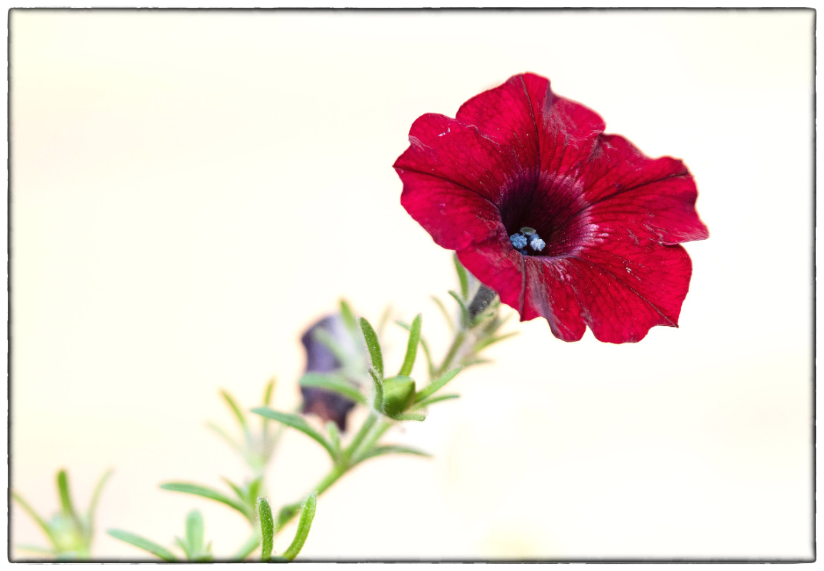 Ampelblüte_2 Rahmen-1.jpg