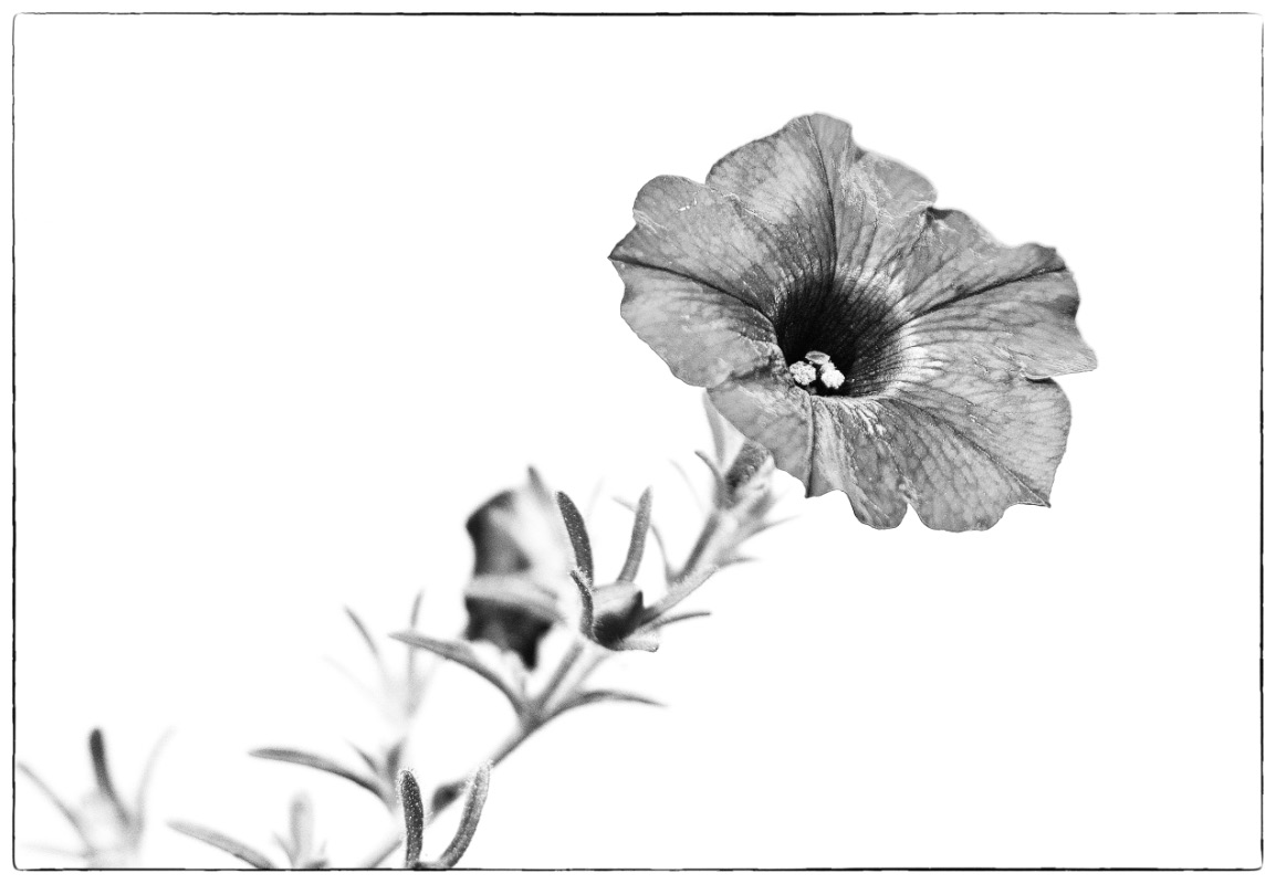 Ampelblüte_2_BW.jpg