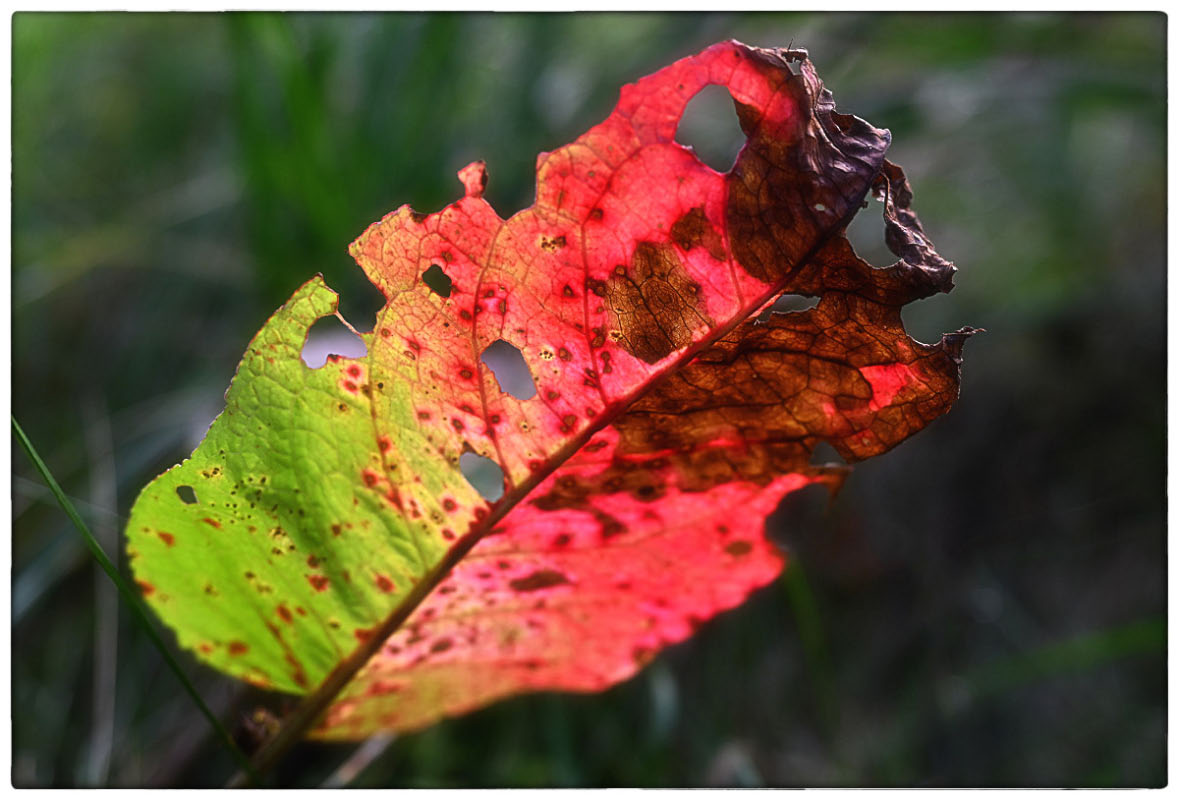Ampfer im Herbst_2.jpg