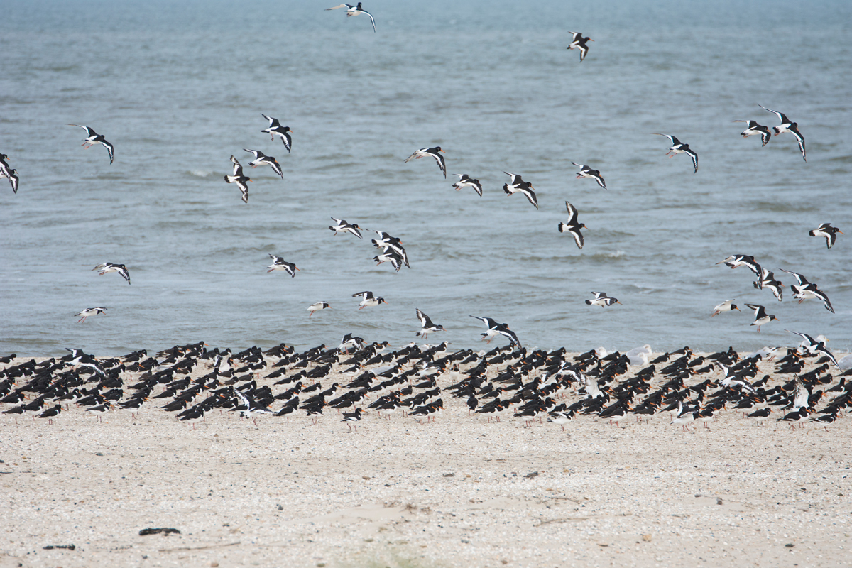 Amrum-2020-90-1.jpg