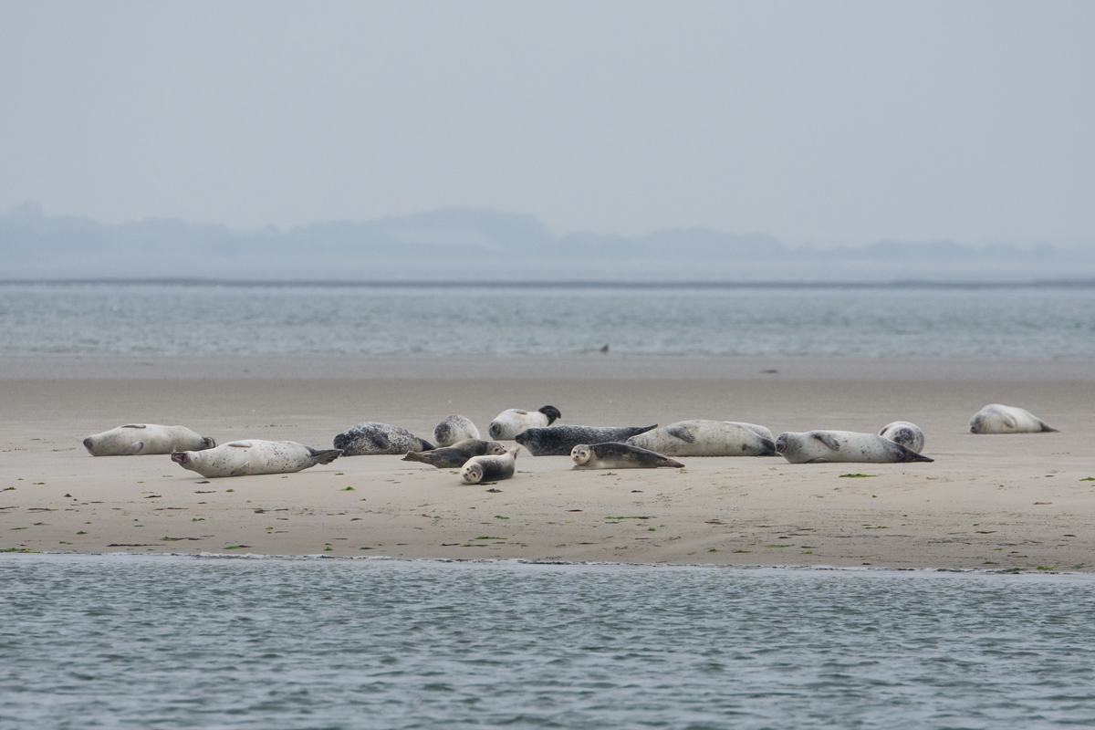 Amrum-2020-98.jpg