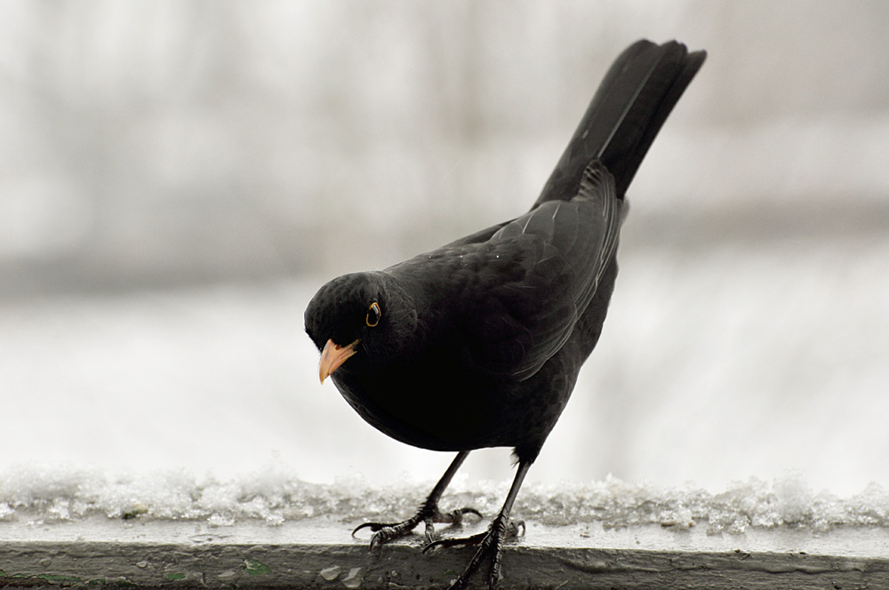 Amsel 02