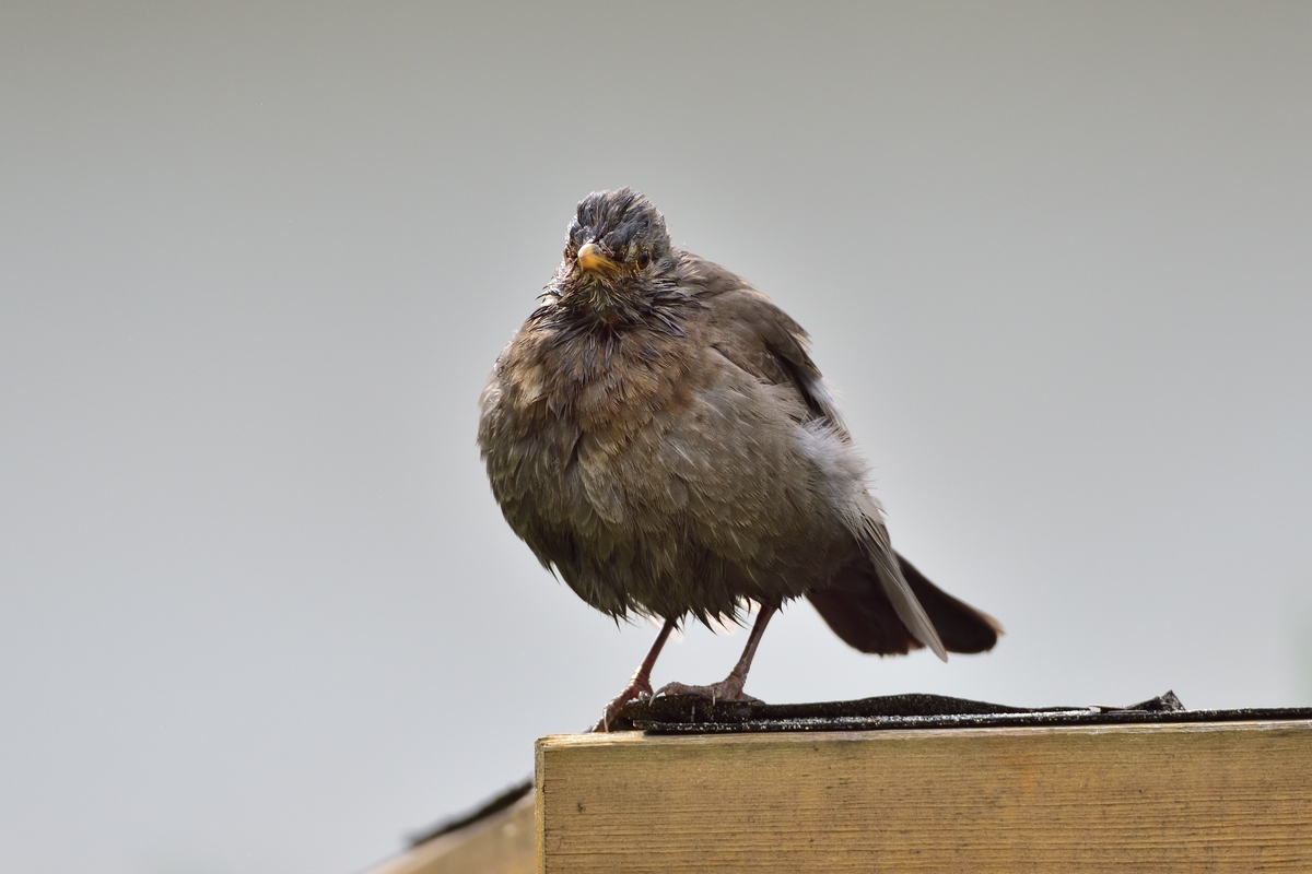 Amsel 02