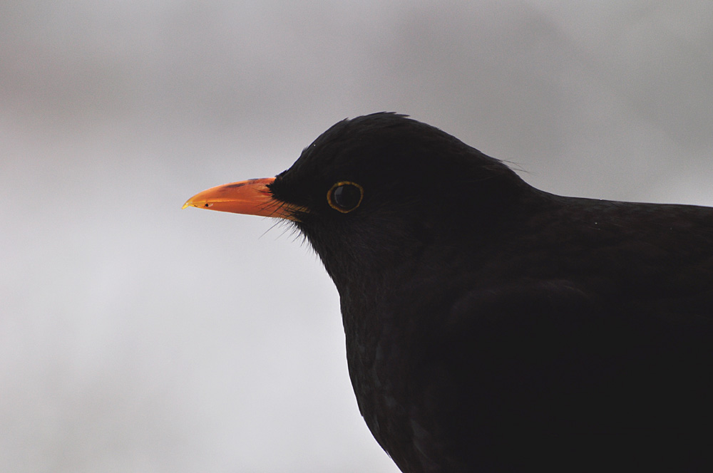 Amsel 03