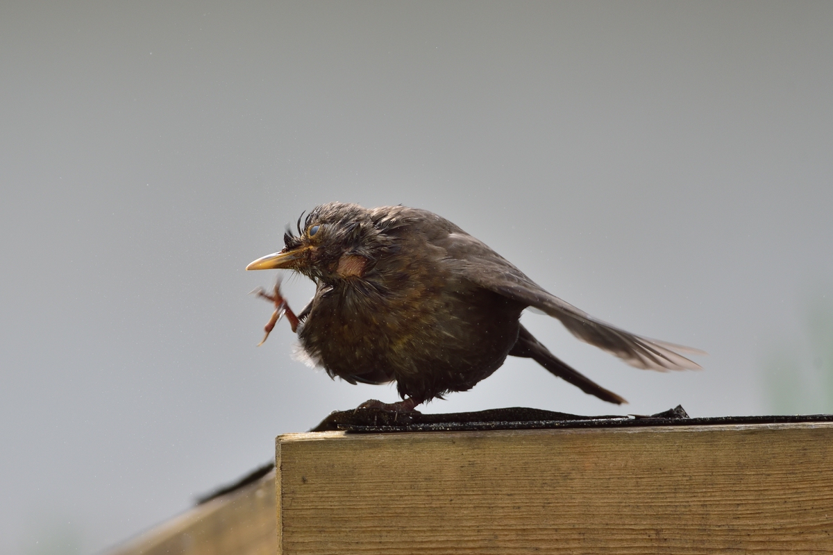 Amsel 03