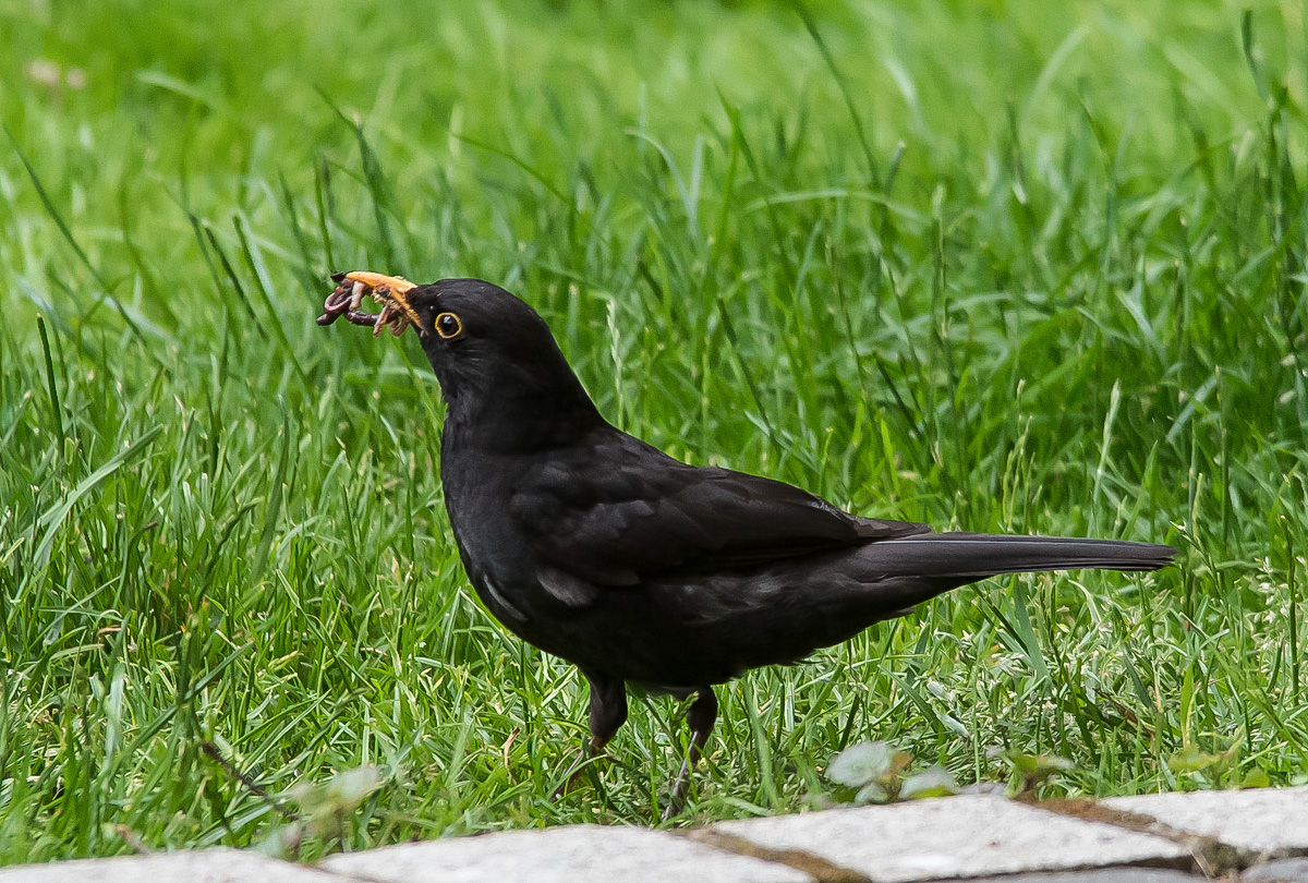 Amsel (1 von 1).jpg