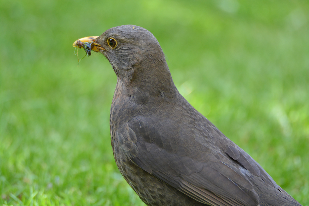 Amsel 127