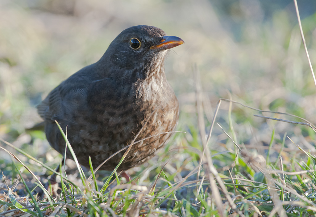 amsel 2013 1