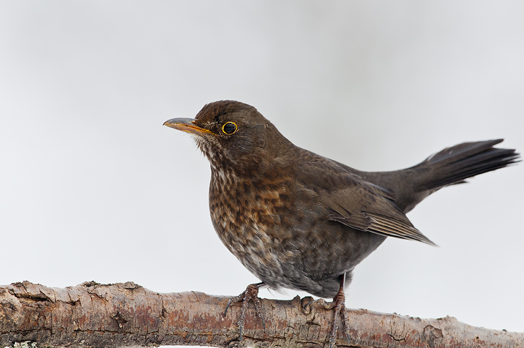amsel 2013 2