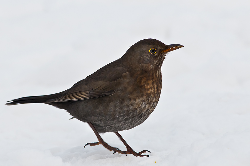 amsel 2013 3
