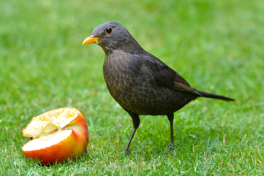 Amsel 911