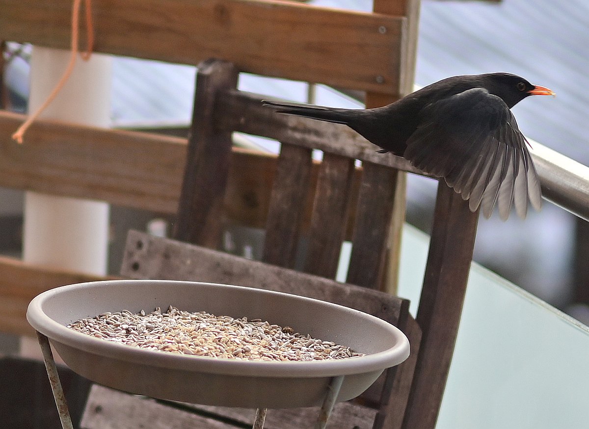 Amsel-Abflug.jpg