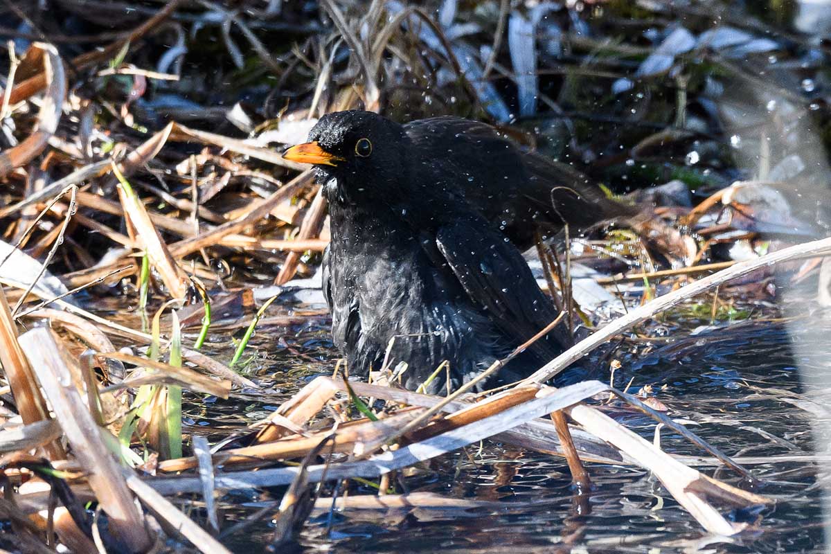 Amsel beim Bad [1]