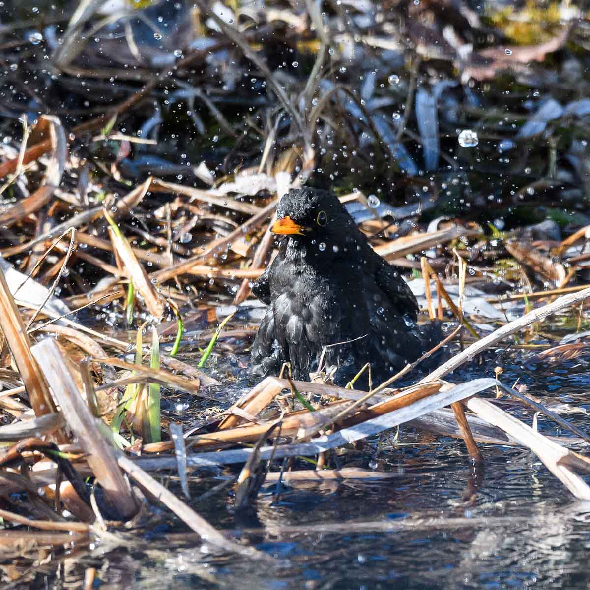 Amsel beim Bad [2]