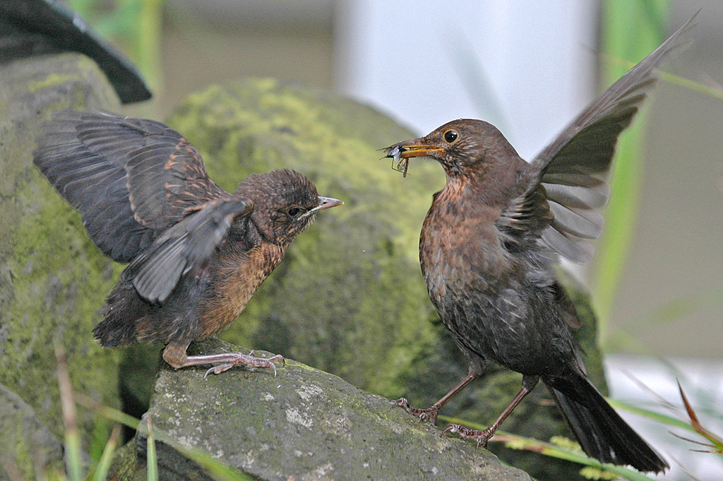 Amsel beim Füttern