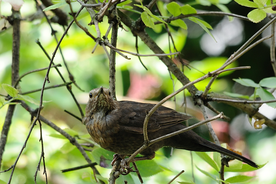 Amsel beobachtend